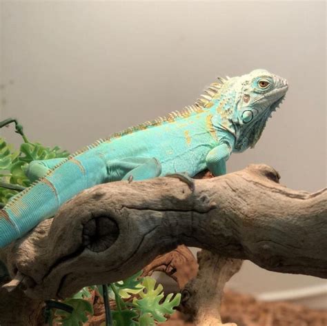 Blue Axanthic Iguana for sale – baby blue iguanas for saleBlue Iguana