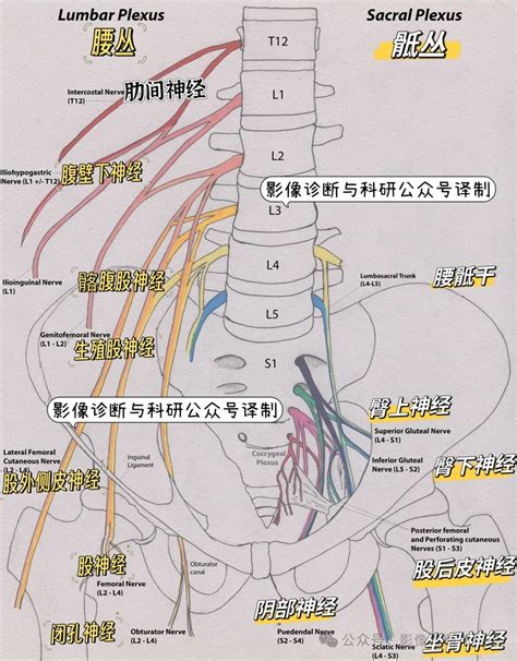 【影像诊断】高清腰骶丛影像解剖及损伤mr表现！ Medscicn