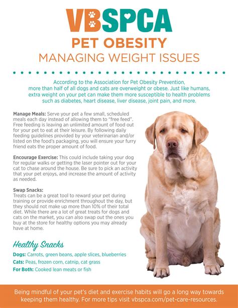 Managing Canine Obesity Diet And Exercise Tips For Overweight Dogs