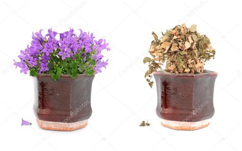 Alive And Dead Purple Flowers In Pot — Stock Photo © Ellyl 6108293