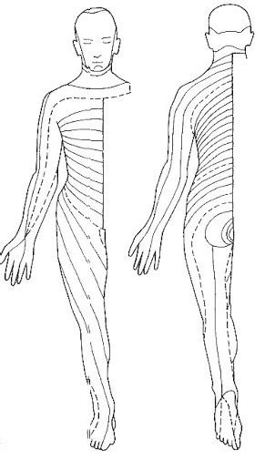 Nerve Root Sensory Testing Locations Dermatome Pattern Diagram Quizlet