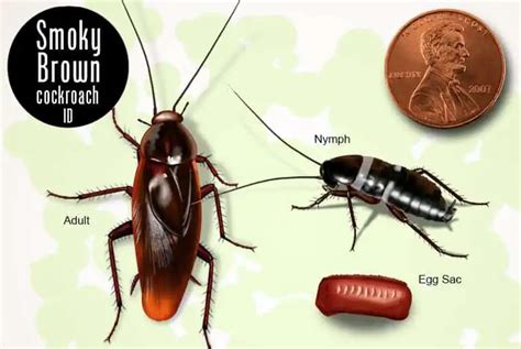 5 Types Of Cockroaches Found In Virginia Id Guide Nature Blog Network