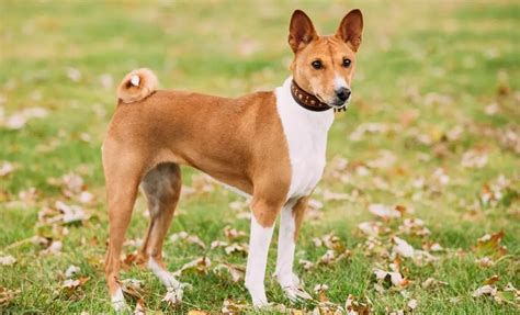 4 Classic Basenji Colors, 5 Rare Hues & 4 Stunning Markings