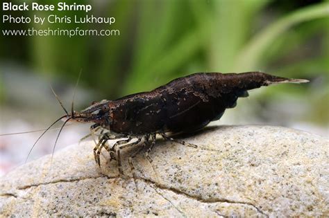 Black Rose Shrimp Neocaridina Davidi Var Black Rose The Shrimp Farm