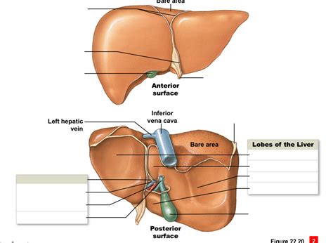 Overview Of The Liver Diagram Quizlet