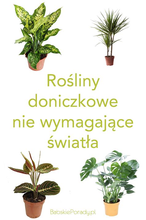 Kwiaty Doniczkowe Nie Lubi Ce S O Ca