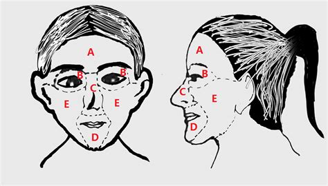 The Face Can Be Divided Into Five Main Parts Forehead Eyes Nose