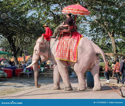 Elephant Riding in Asia, Thailand Editorial Photography - Image of ...