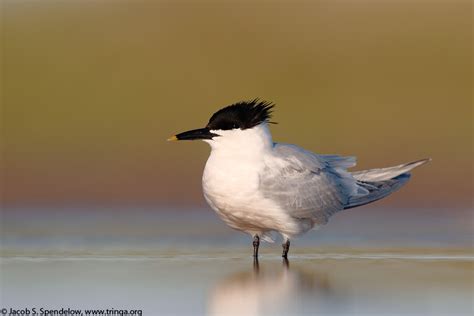 Sandwich Tern 7