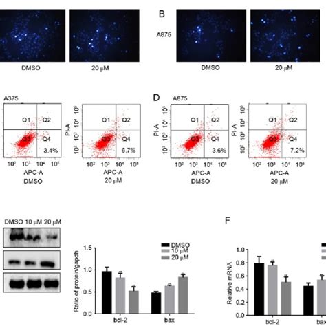 Fangchinoline Promotes The Apoptosis Of Melanoma Cells A And B A375