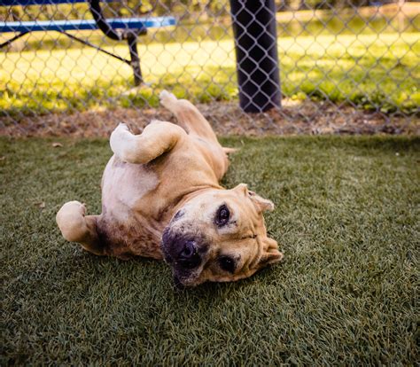 animal shelter orange county 3