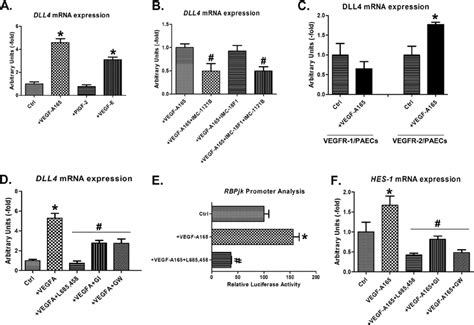 Vegf A 165 Induced Dll4 Expression Is Vegfr 2 And Notch Download