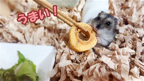 【ハムスター】バームクーヘンを必死に食べるジャンガリアンハムスター【4k】djungarian Hamster Desperately