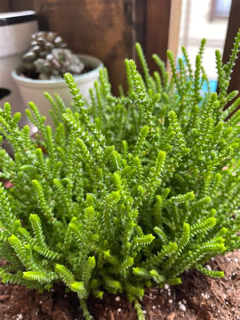 Crassula Muscosa Watch Chain Succulent Etsy