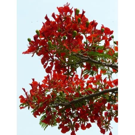 Graines De Flamboyant Delonix Regia