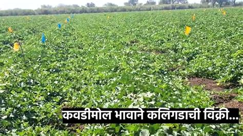 Agriculture News कलिंगड उत्पादक शेतकरी अडचणीत कवडीमोल भावाने कलिंगडाची विक्री Marathi News