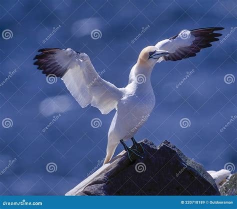 Northern Gannet in Breeding Plumage Stock Image - Image of bird, wildlife: 220718189