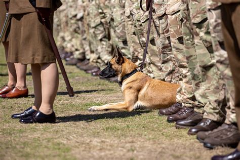 Royal Welcome Home From Mali For The Welsh Cavalry The British Army