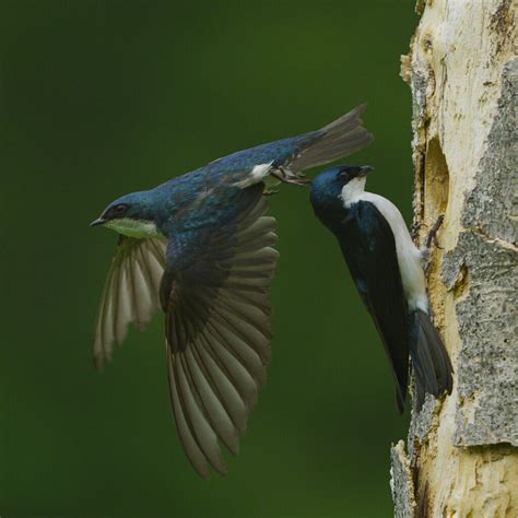 Photographing My Local Nesting Birds - The Photo Society