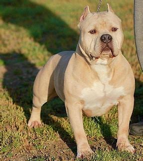 Стандарт американского булли, описание породы