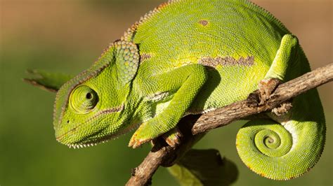 Que Tipo De Animal E O Camaleao - Como os camaleões mudam de cor? Entenda a fisiologia desse animal ...