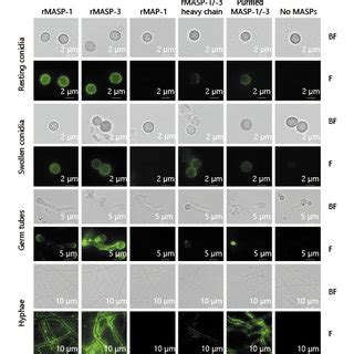 Masp And Masp Bind To Growth Stages Of A Fumigatus Resting