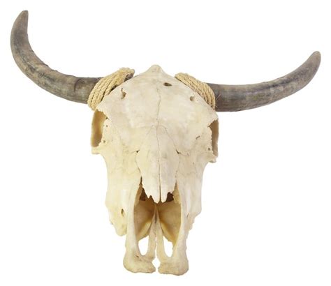 How To Preserve A Cow Skull Hunker