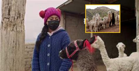 Tejedoras Del Agua Criadoras De Alpacas Y Emprendedoras De Las