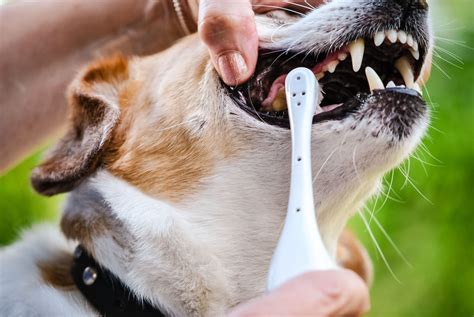 Symptômes de dentition du chiot Fiche pratique sur Lavise fr