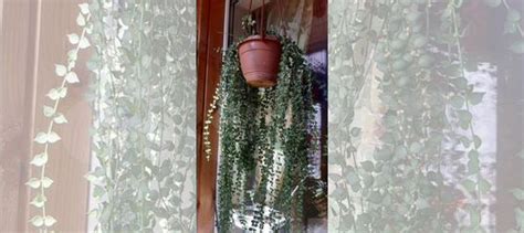 Дисхидия Миллион сердец купить в Москве с доставкой | Товары для дома и ...