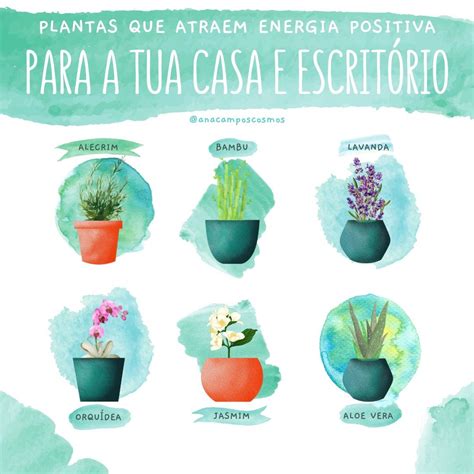 Plantas Que Atraem Energia Positiva Para A Tua Casa Ou O Teu Neg Cio