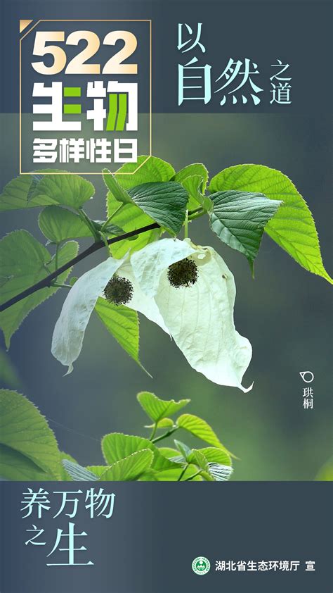 来看看湖北的珍稀动植物！2022年国际生物多样性日主题宣传片和海报来了！长江云 湖北网络广播电视台官方网站