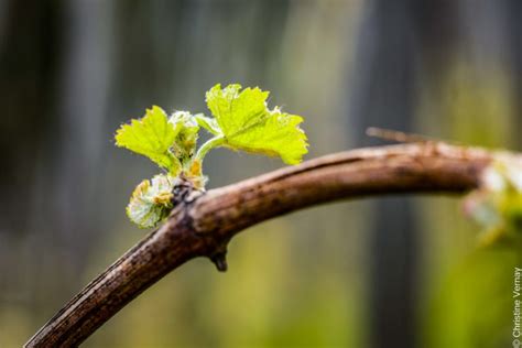 Phototh Que Presse Domaine Vernay Christine Vernay