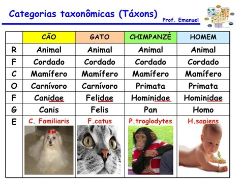 Bioeduca Classifica O Taxon Mica Seres Vivos