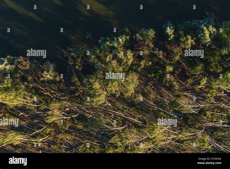 Aerial Shot Of Devastated Forest Landscape After Supercell Storm In Summer Drone Pov Shot Of