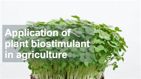 Application Of Plant Biostimulant In Agriculture