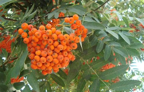 Wallpaper fire, Rowan, Ryabinushka for mobile and desktop, section ...