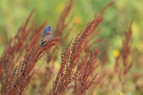 THE BLUE GROSBEAK