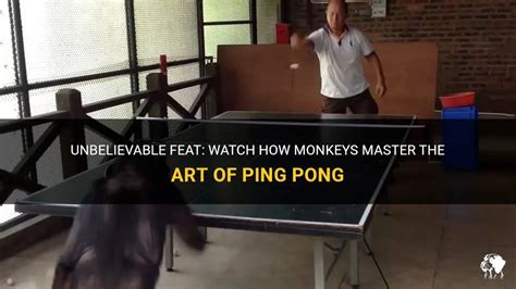 Unbelievable Feat Watch How Monkeys Master The Art Of Ping Pong Petshun