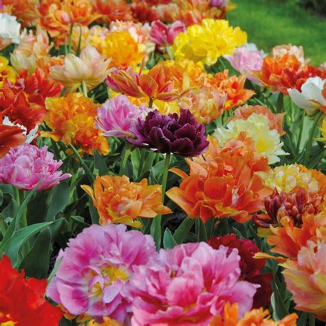 Tulipa Parrot Pink Vision Tulip Pink Vision In Gardentags Plant