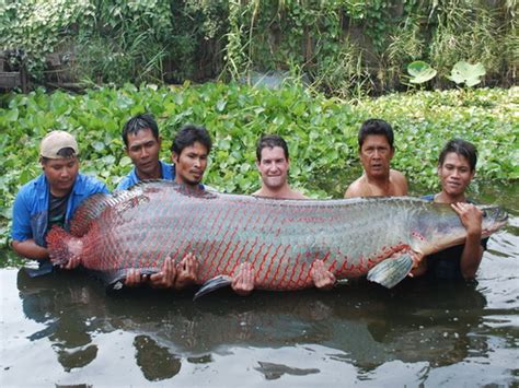 Worlds Biggest Arapaima Caught In Thailand