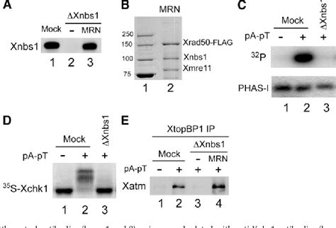 Figure From The Mre Rad Nbs Complex Mediates Activation Of