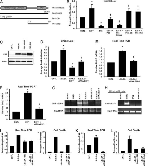 Antagonism Of E F Regulated Bnip Transcription By Nf B Is Essential