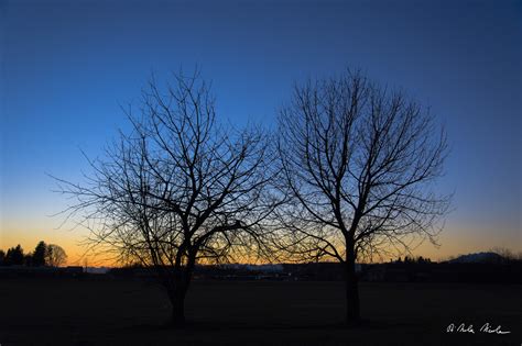 Wallpaper Sunlight Sunset Nature Sky Branch Sunrise Evening