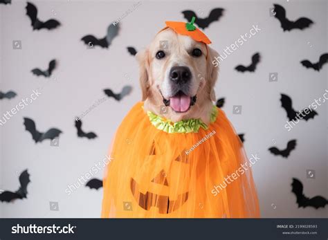 Dog Pumpkin Costume Halloween Golden Retriever Stock Photo 2199028593 ...