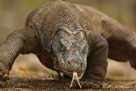 Komodo Dragon Facts