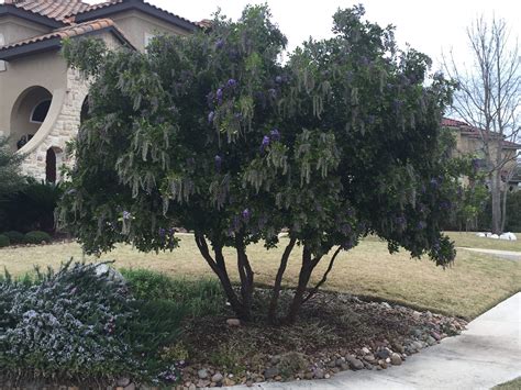 Mountain Laurel Court at Sheila Tejada blog