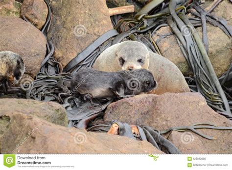 Fur seal with pups stock image. Image of south, ocean - 125013695