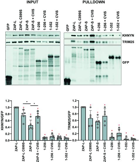 Zap Cofactors Khnyn And Trim25 Bind Most Efficiently To Wild Type