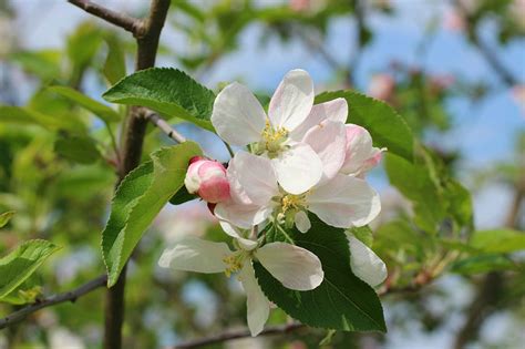 Fleur De Bach Crab Apple Pommier Sauvage Fleurs De Bach Paris